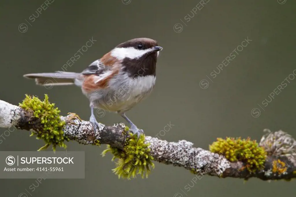 Chestnut-Backed Chickadee (Poecile Rufescens) Perched On A Branch In Victoria, Bc, Canada.