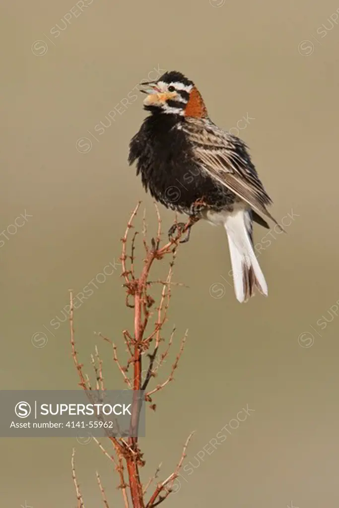 Chestnut-Collared Longspur (Calcarius Ornatus) Perched On A Weedy Plant In Alberta, Canada.