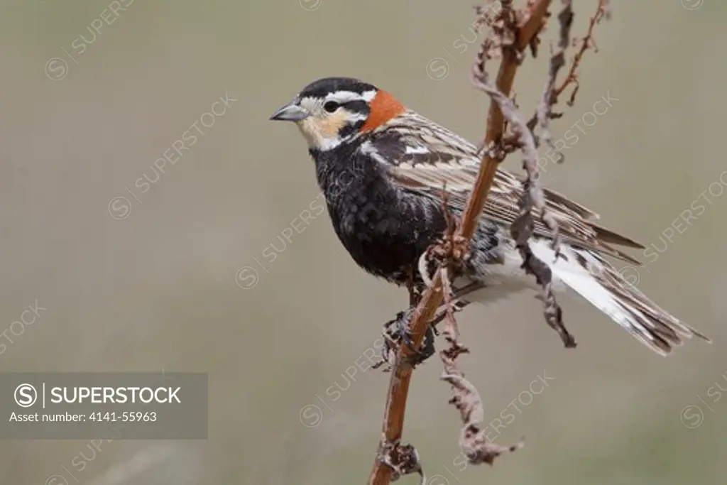 Chestnut-Collared Longspur (Calcarius Ornatus) Perched On A Weedy Plant In Alberta, Canada.