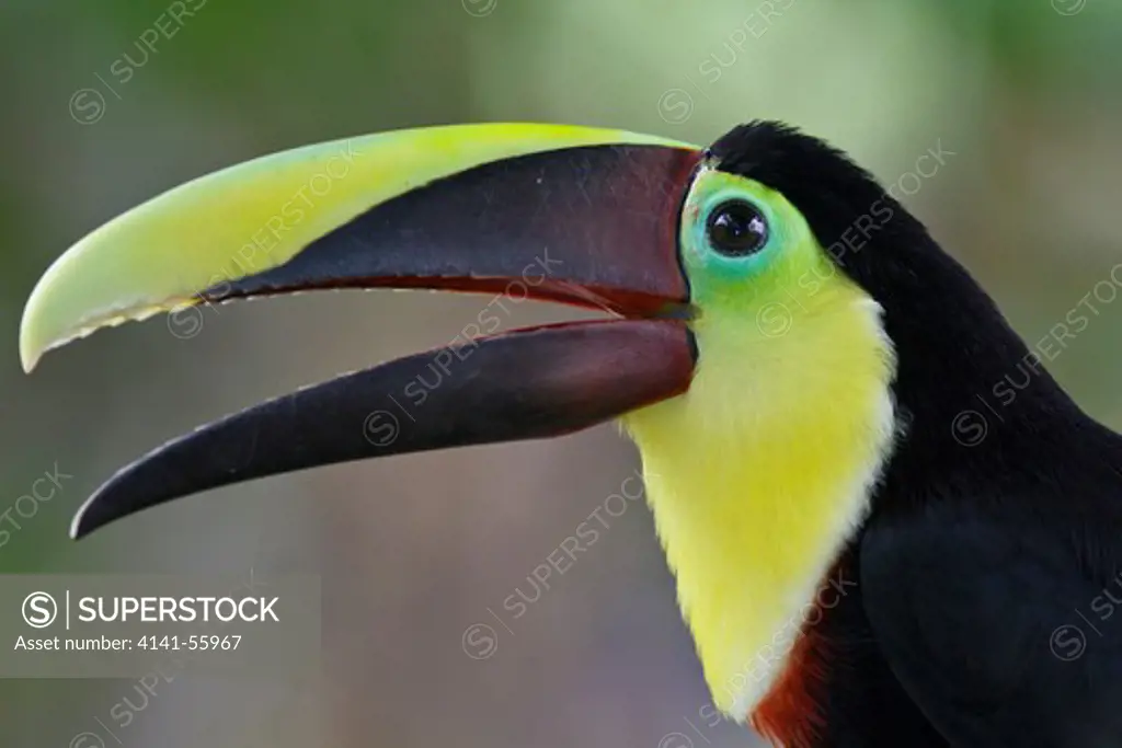 Chestnut-Mandibled Toucan (Ramphastos Swainsonii) Perched On A Branch In Costa Rica.