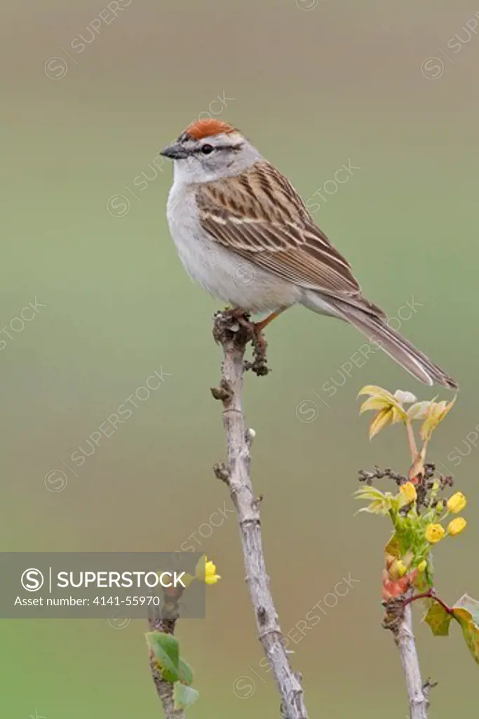 Chipping Sparrow (Spizella Passerina) Perched On A Branch In British Columbia, Canada.