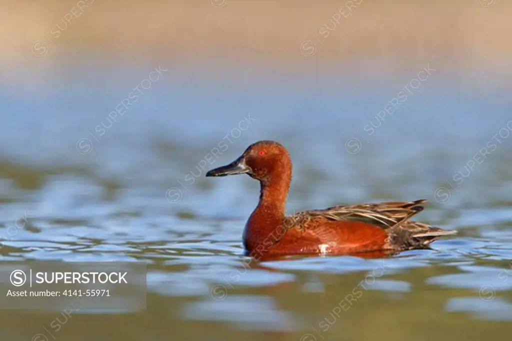 Cinnamon Teal (Anas Cyanoptera) On A Pond In British Columbia, Canada.