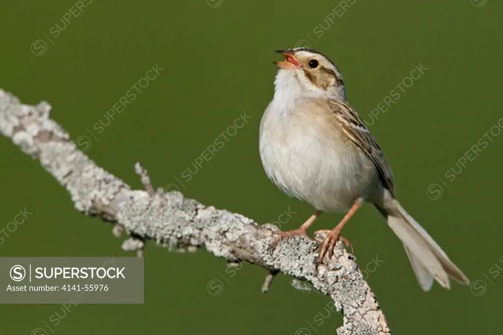 Clay-Colored Sparrow (Spizella Pallida) Perched On A Branch In Manitoba, Canada.