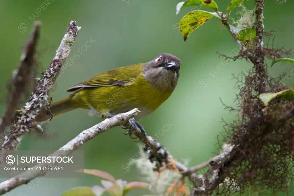 Common Bush-Tanager (Chlorospingus Ophthalmicus) Perched On A Branch In Costa Rica.