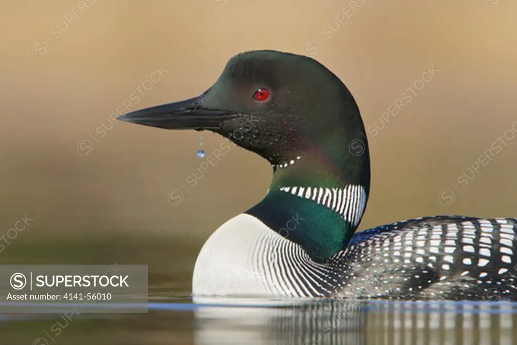 Common Loon (Gavia Immer) Swimming On A Pond In The Okanagan Valley, Bc, Canada.