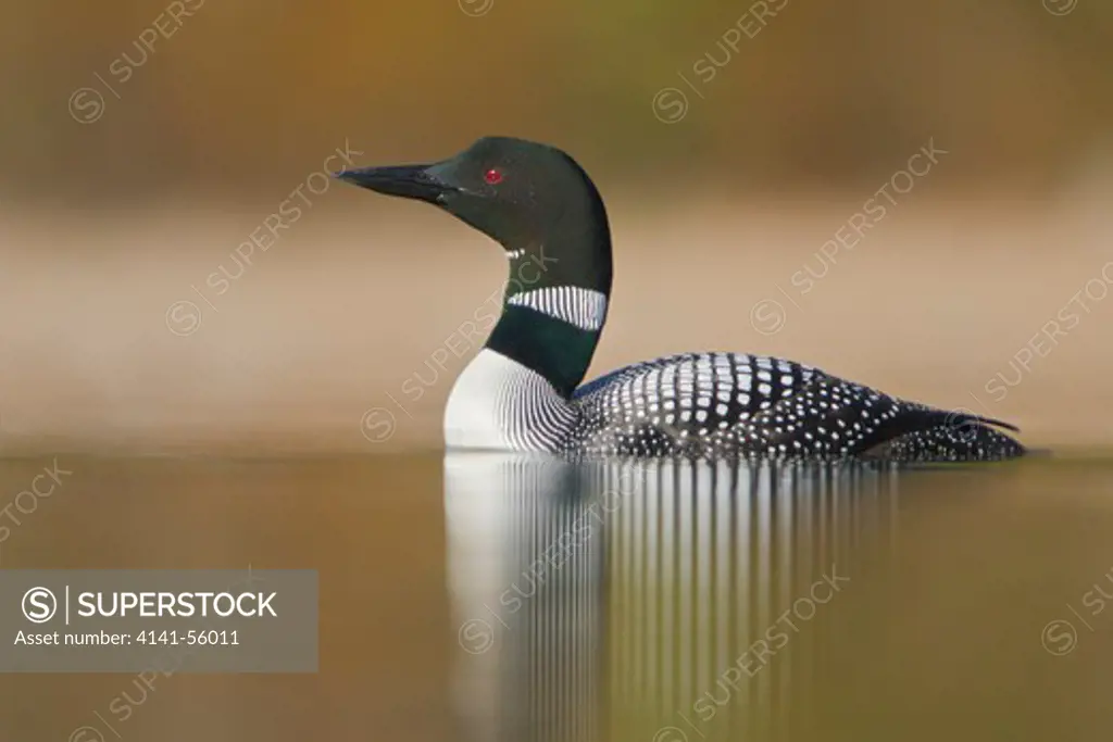 Common Loon (Gavia Immer) Swimming On A Pond In The Okanagan Valley, Bc, Canada.