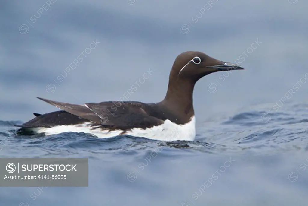 Common Murre (Uria Aalge) Swimming In The Atlantic Ocean Off The Coast Of Newfoundland, Canada.