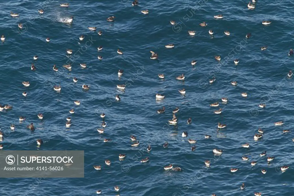 Common Murre (Uria Aalge) Swimming In The Atlantic Ocean Off The Coast Of Newfoundland, Canada.