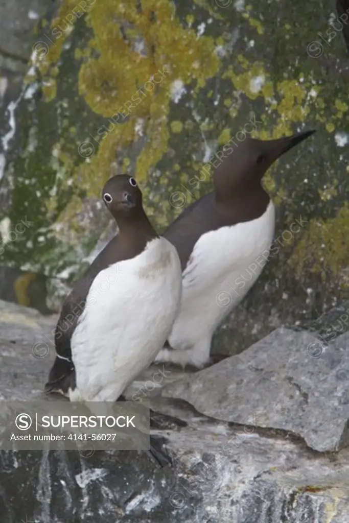 Common Murre (Uria Aalge) Perched On A Cliff Off Newfoundland, Canada.