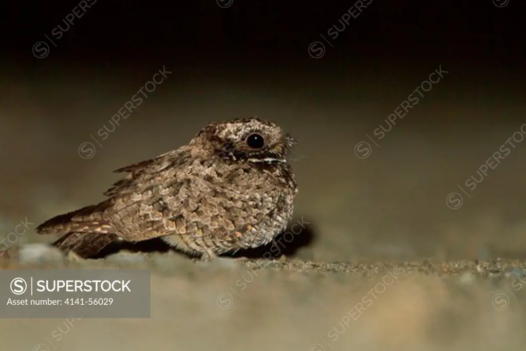 Common Poorwill (Phalaenoptilus Nuttallii) Perched On The Ground In The Okanagan Valley, Bc, Canada.