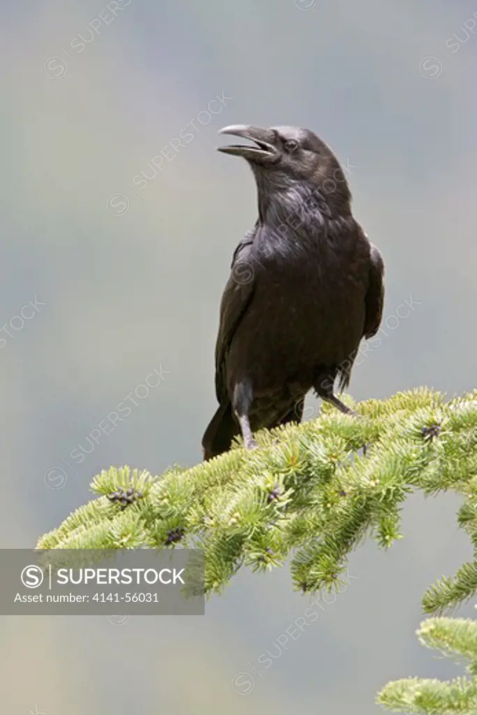 Common Raven (Corvus Corax) Perched On A Branch In The Okanagan Valley, Bc, Canada.