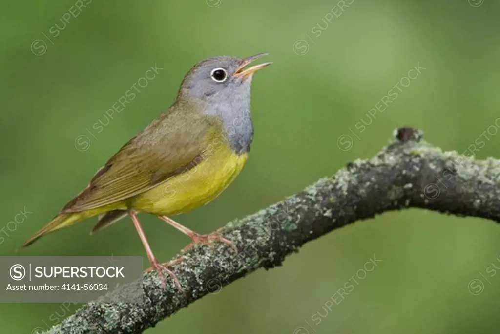 Connecticut Warbler (Oporornis Agilis) Perched On A Branch In Manitoba, Canada.