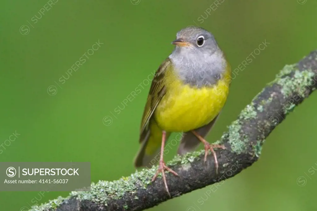 Connecticut Warbler (Oporornis Agilis) Perched On A Branch In Manitoba, Canada.