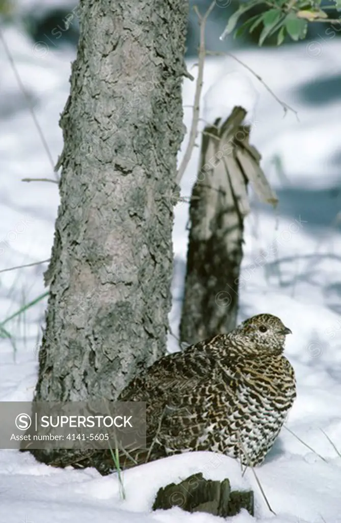 spruce grouse dendragapus canadensis in boreal forest in winter. usa.