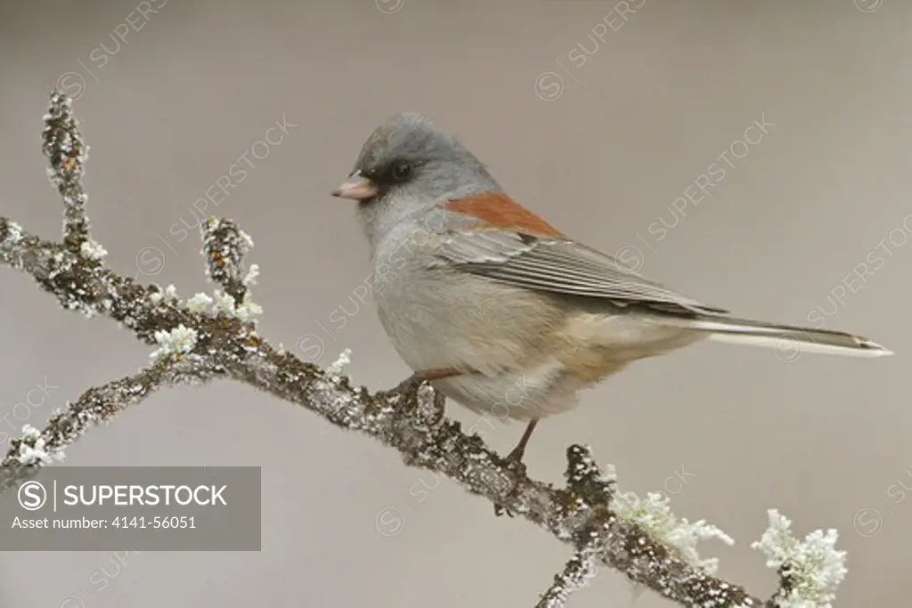 Dark Eyed Junco (Junco Hyemalis) Perched On A Branch At The Sandia Crest Near Albuquerque, New Mexico, Usa.