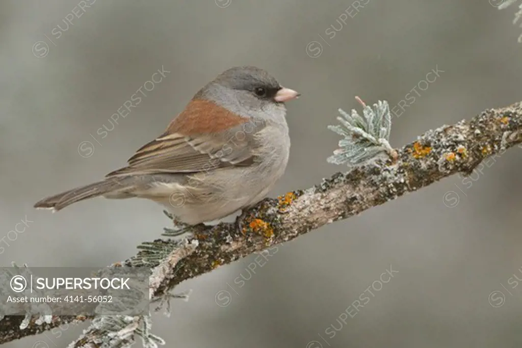 Dark Eyed Junco (Junco Hyemalis) Perched On A Branch At The Sandia Crest Near Albuquerque, New Mexico, Usa.