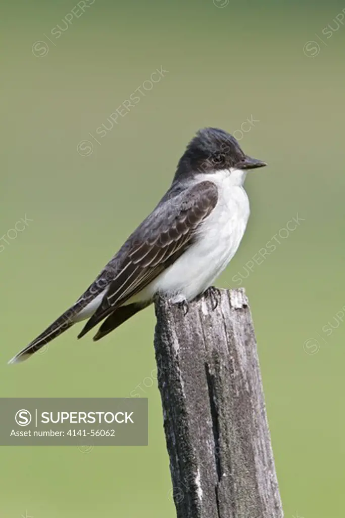 Eastern Kingbird (Tyrannus Tyrannus) Perched On A Fence Post In Saskatchewan, Canada.