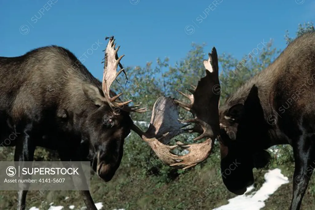 moose alces alces males fighting 