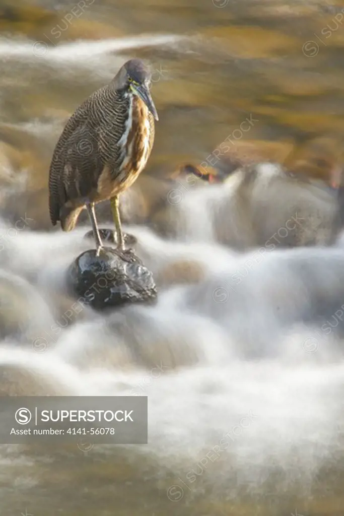 Bare-Throated Tiger-Heron (Tigrisoma Mexicanum) Feeding Along A Stream In Costa Rica.