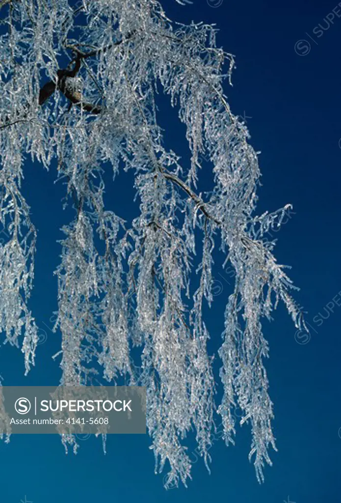 ice on tree branch north america