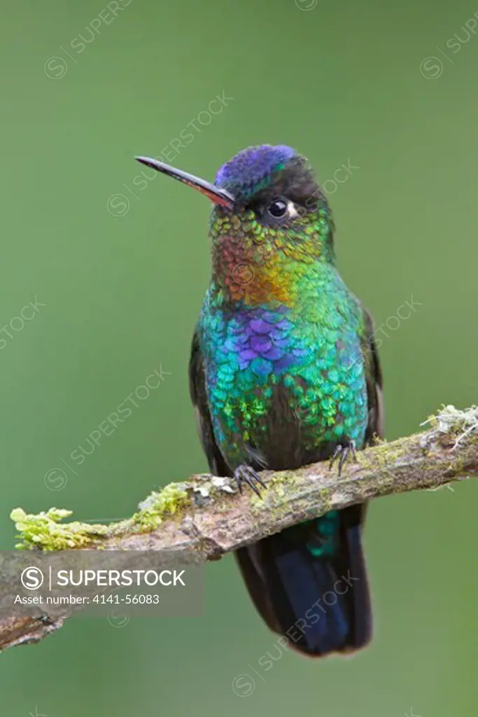 Fiery-Throated Hummingbird (Panterpe Insignis) Perched On A Branch In Costa Rica.
