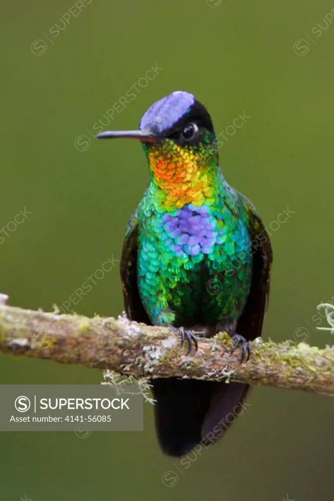 Fiery-Throated Hummingbird (Panterpe Insignis) Perched On A Branch In Costa Rica.