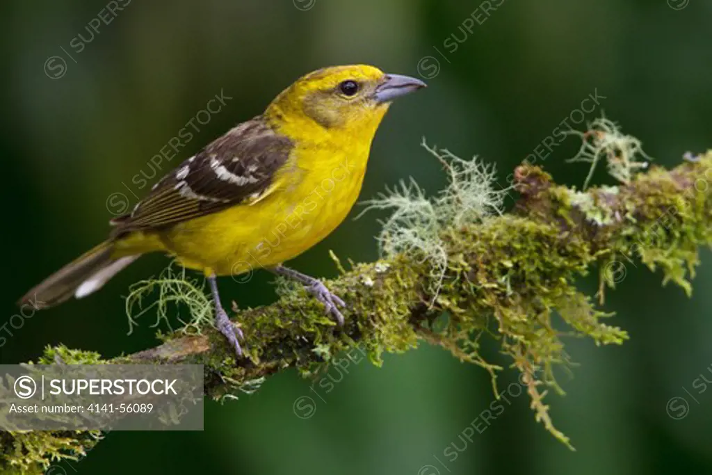 Flame-Colored Tanager (Piranga Bidentata) Perched On A Branch In Costa Rica.