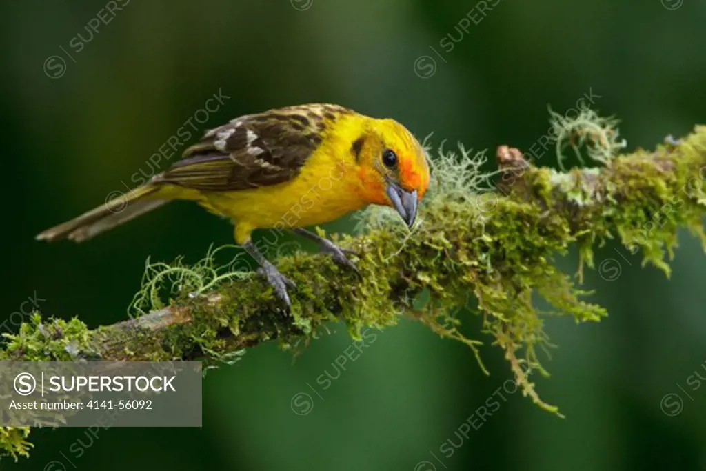 Flame-Colored Tanager (Piranga Bidentata) Perched On A Branch In Costa Rica.