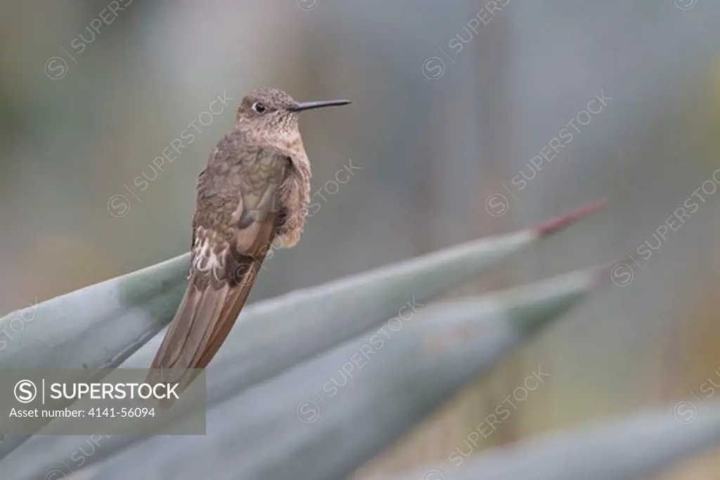 Giant Hummingbird (Patagona Gigas) Perched On An Agave Plant In Ecuador.