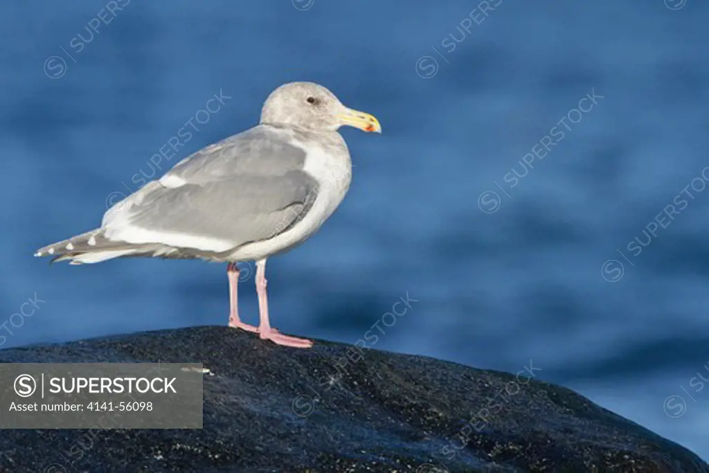 Glaucous-Winged Gull (Larus Glaucescens) Perched On A Rock In Victoria, Bc, Canada.