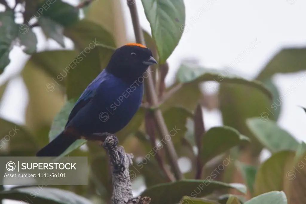 Golden-Crowned Tanager (Iridosornis Rufivertex) Perched On A Branch In Ecuador.