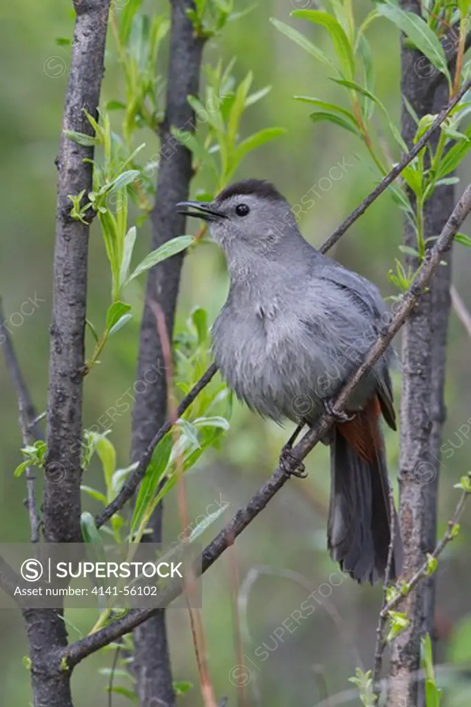 Gray Catbird (Dumetella Carolinensis) Perched On A Branch In Manitoba, Canada.