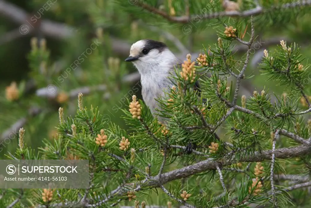 Gray Jay (Perisoreus Canadensis) Perched On A Branch In Manitoba, Canada.