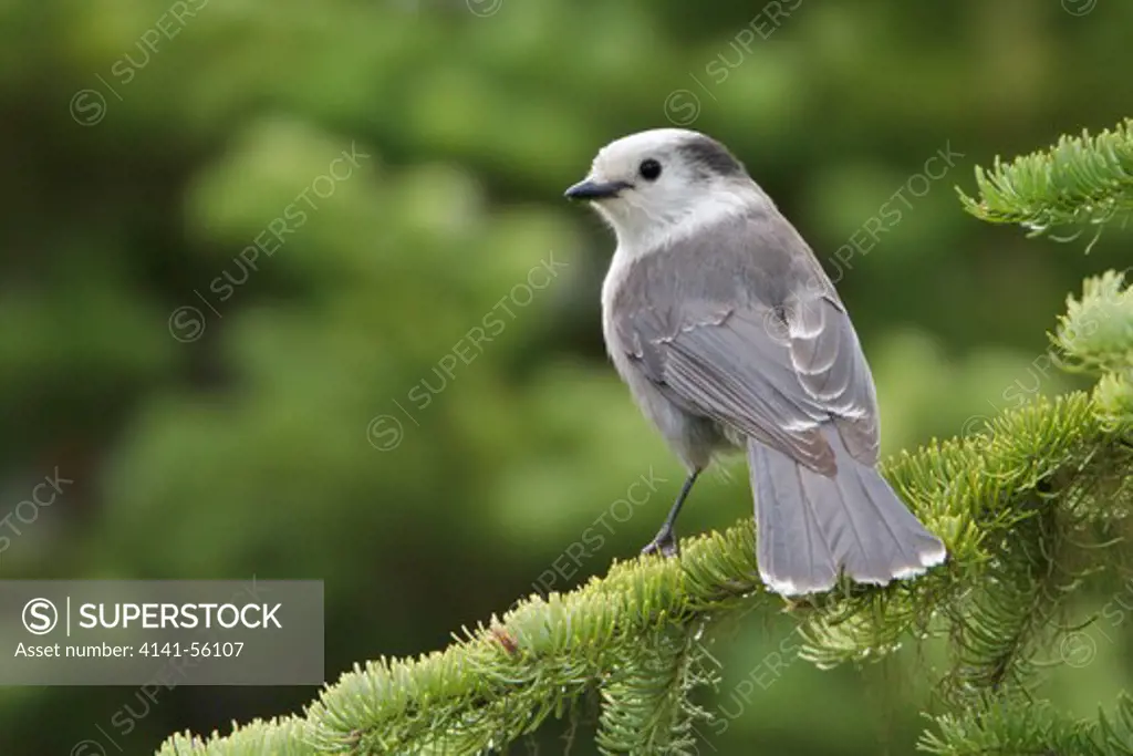 Gray Jay (Perisoreus Canadensis) Perched On A Branch In The Okanagan Valley, Bc, Canada.