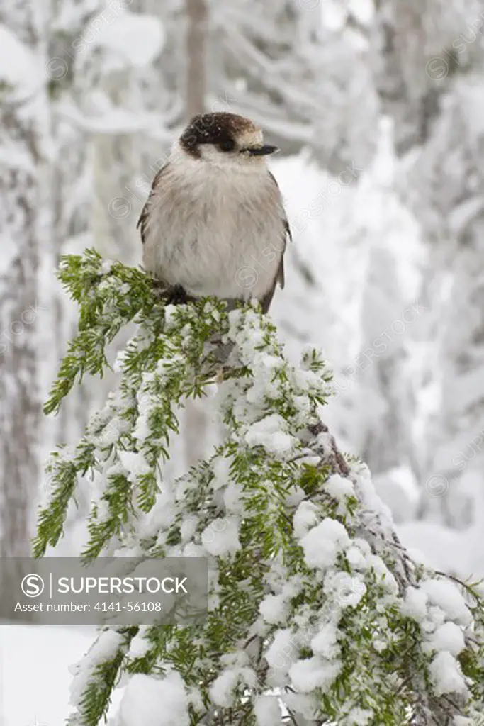 Gray Jay (Perisoreus Canadensis) Perched On A Branch Near Mount Washington, Bc, Canada.