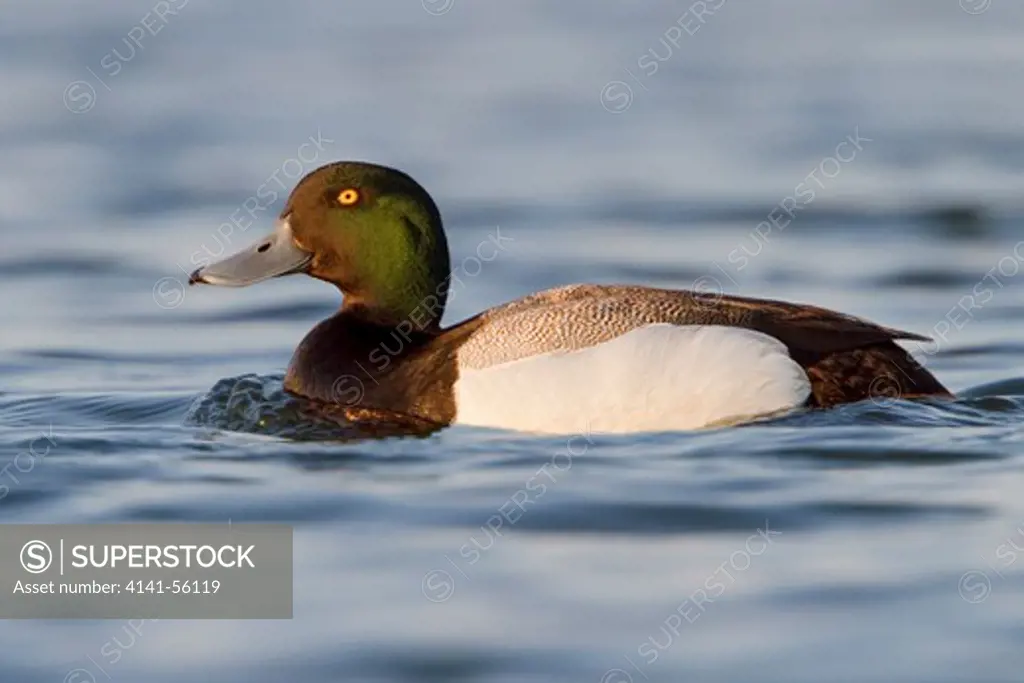 Greater Scaup (Aythya Marila) In A Pond In Churchill, Manitoba, Canada.