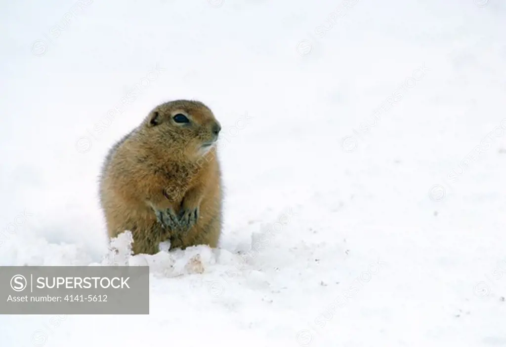 arctic ground squirrel in snow spermophilus parryi fur fluffed against cold. north america. formerly citellus undulatus