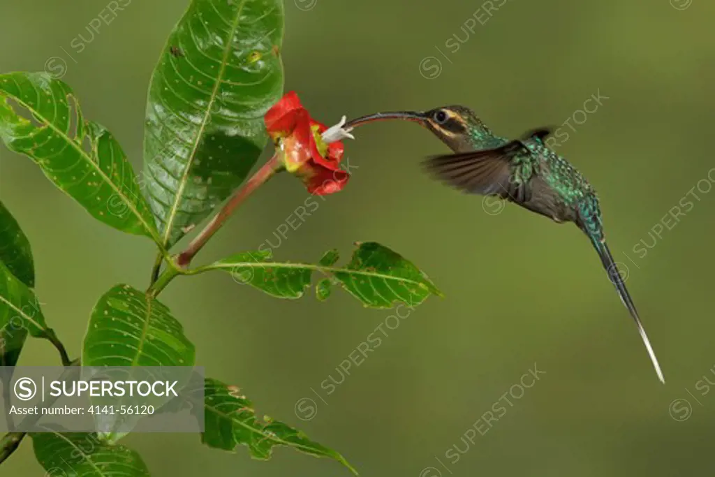 Green Hermit (Phaethornis Guy) Flying And Feeding At A Flower In Costa Rica.