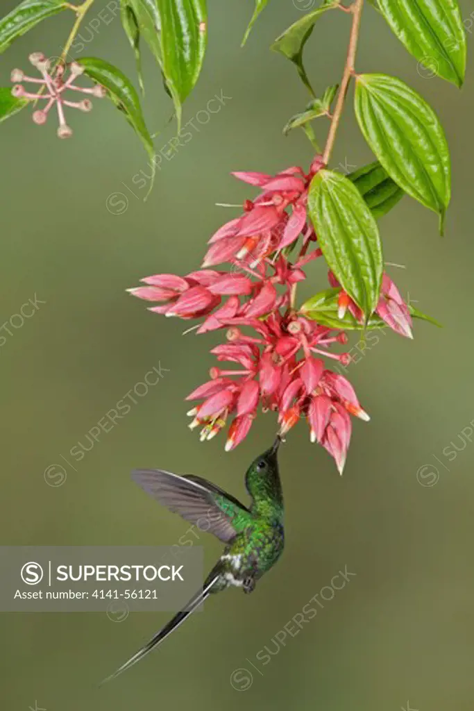 Green Thorntail (Discosura Conversii) Flying And Feeding At A Flower In Costa Rica.