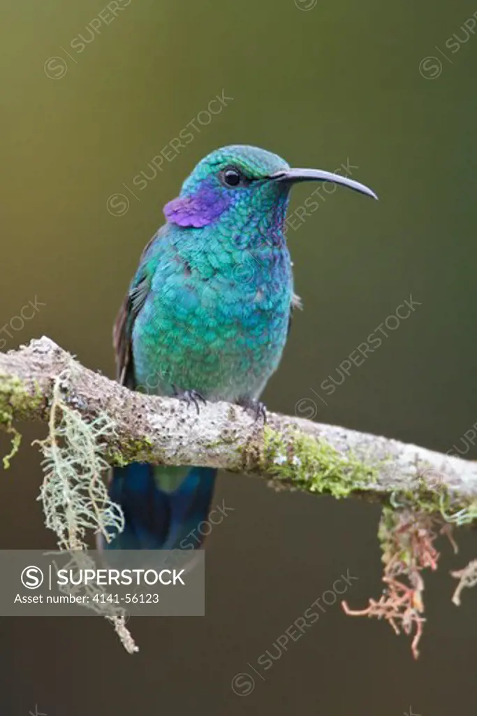 Green Violet-Ear (Colibri Thalassinus) Perched On A Branch In Costa Rica.