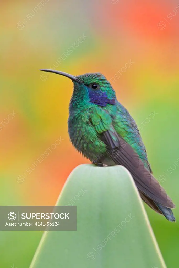 Green Violet-Ear (Colibri Thalassinus) Perched On A Branch In Costa Rica.