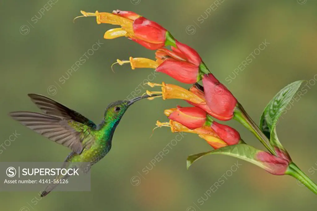Green-Breasted Mango (Anthracothorax Prevostii) Flying And Feeding At A Flower In Costa Rica.