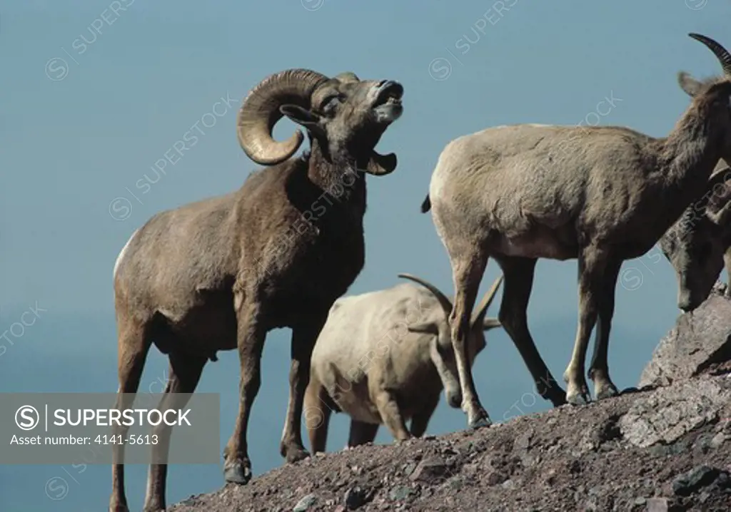 desert bighorn sheep ovis canadensis male in flehmen display arizona, usa 