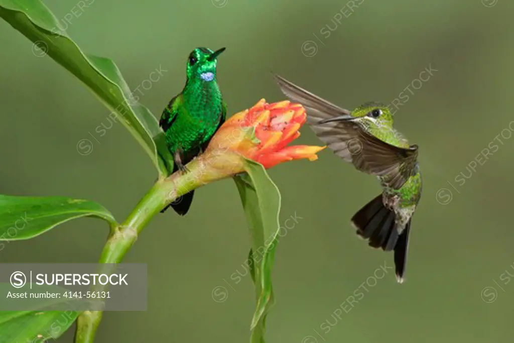 Green-Crowned Brilliant (Heliodoxa Jacula) Flying And Feeding At A Flower In Costa Rica.