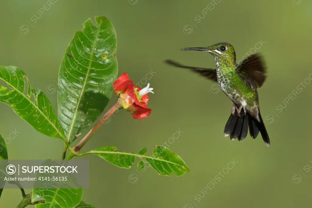 Green-Crowned Brilliant (Heliodoxa Jacula) Flying And Feeding At A Flower In Costa Rica.