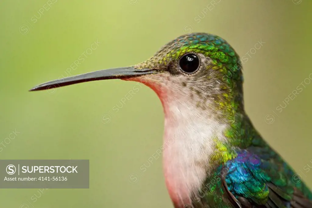 Green-Crowned Woodnymph (Thalurania Fannyi) Perched On A Branch In Ecuador.