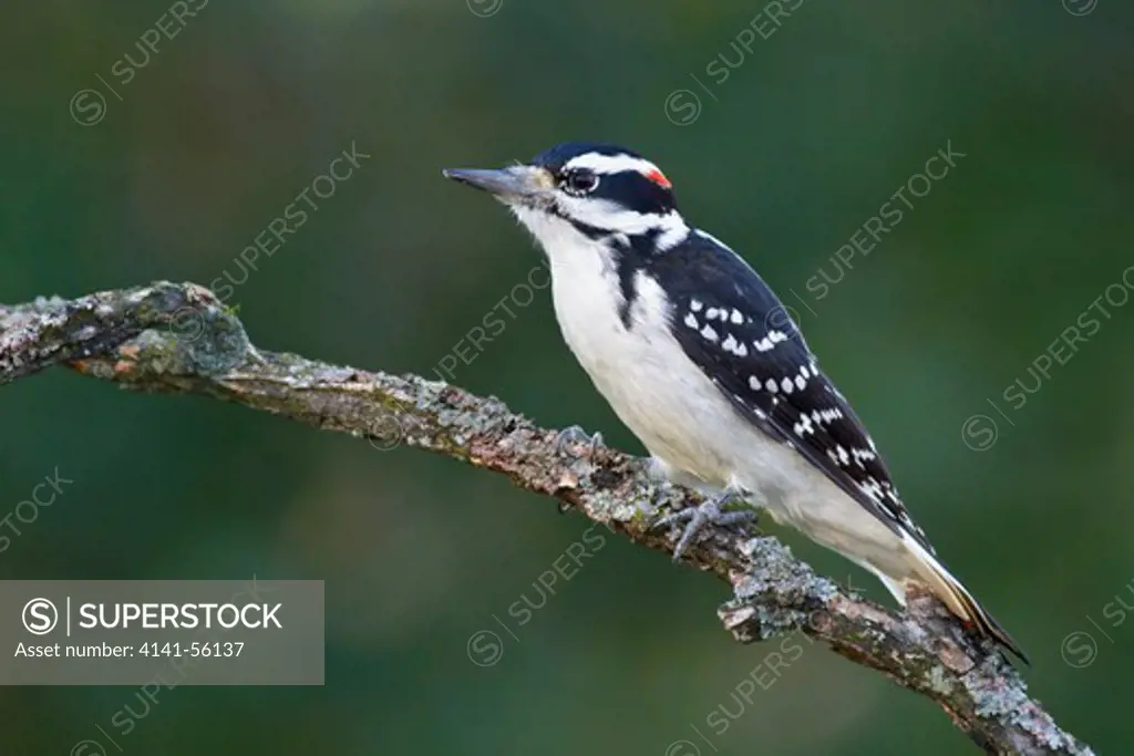 Hairy Woodpecker (Picoides Villosus) Perched On A Branch Near Ottawa, Ontario, Canada.