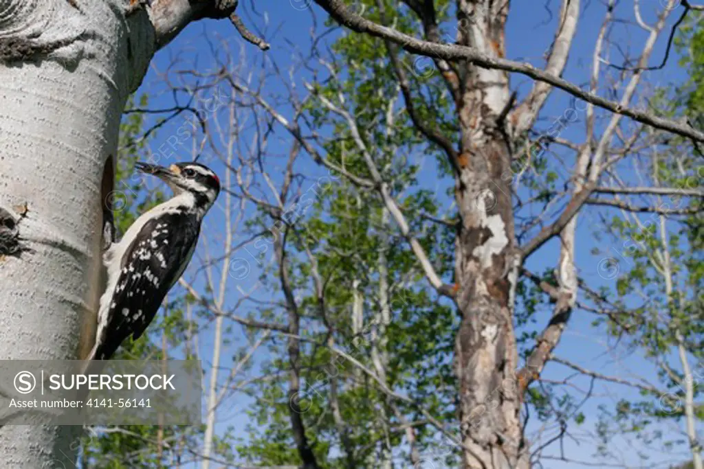 Hairy Woodpecker (Picoides Villosus) Perched At Its Nest Cavity In The Okanagan Valley, Bc, Canada.