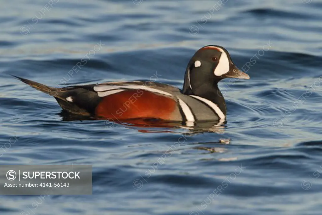 Harlequin Duck (Histrionicus Histrionicus) Swimming On The Ocean Near Victoria, Bc, Canada.