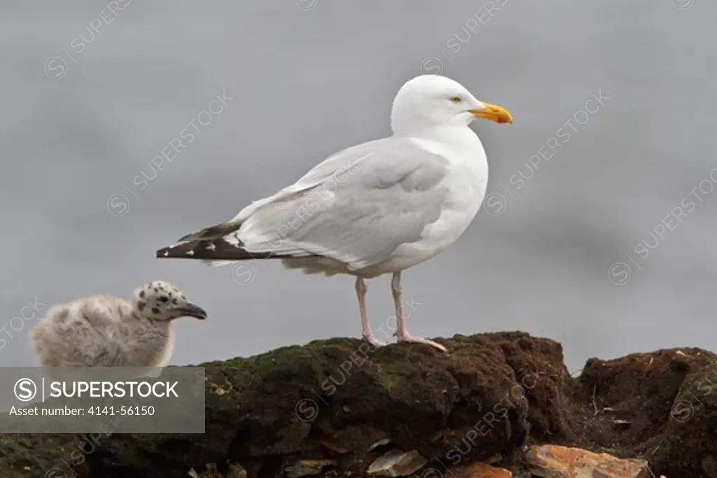 Herring Gull (Larus Argentatus) Perched On A Cliff Off Newfoundland, Canada.